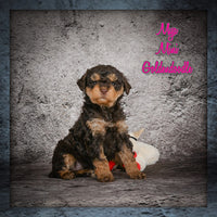 Mya Female Mini Goldendoodle $1350