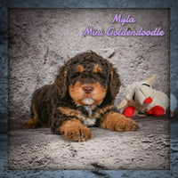 Myla Female Mini Goldendoodle $1350