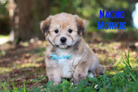 Nacho Male Morkie $1095