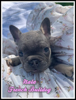 French Bulldog