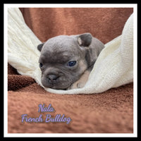 Nala Female AKC French Bulldog $1850