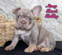 Nancy Female AKC French Bulldog $1400
