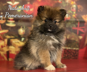 Pomeranian