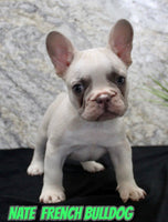 Nate Male AKC French Bulldog $1900