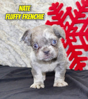 Nate Male AKC Fluffy French Bulldog $1595