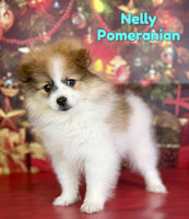 Nelly Male ACA Pomeranian $1375