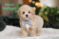 Nevin Male Maltipoo $1900
