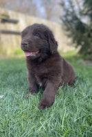 Newfoundland