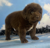 Newfoundland
