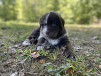 Newfoundland Aussie Mix