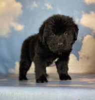 Newfoundland