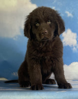 Newfoundland