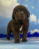 Newfoundland