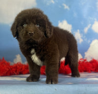 Newfoundland