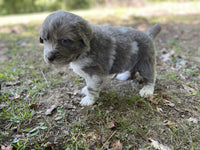 Newfoundland Aussie Mix