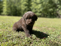 Newfoundland Aussie Mix