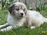 Newfoundland