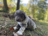 Newfoundland Aussie Mix