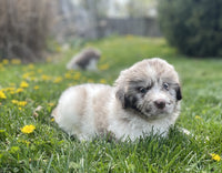 Newfoundland
