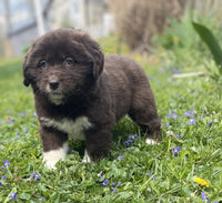 Newfoundland