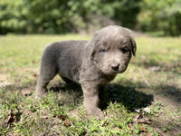 Newfoundland Aussie Mix