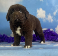 Newfoundland