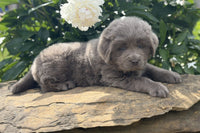 Newfoundland