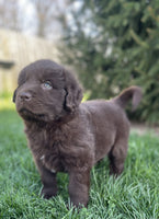 Newfoundland