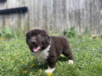Newfoundland