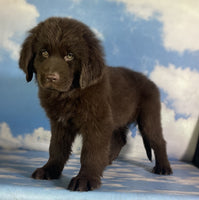 Newfoundland
