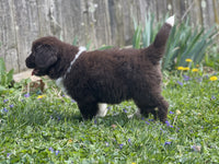 Newfoundland