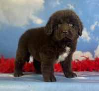 Newfoundland