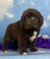 Newfoundland