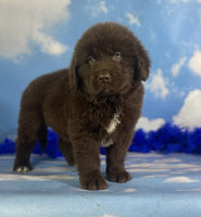 Newfoundland