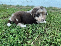 Newfoundland Aussie Mix