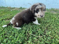 Newfoundland Aussie Mix