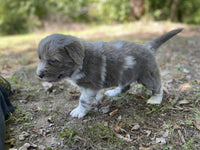 Newfoundland Aussie Mix