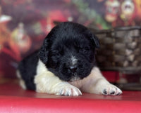 Newfoundland Aussie Mix