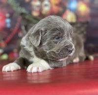 Newfoundland Aussie Mix