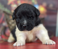 Newfoundland Aussie Mix