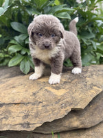 Newfoundland