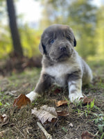 Newfoundland Aussie Mix