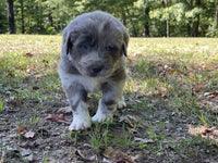 Newfoundland Aussie Mix