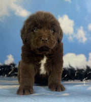 Newfoundland