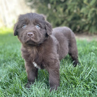 Newfoundland 