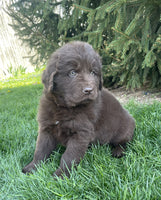 Newfoundland