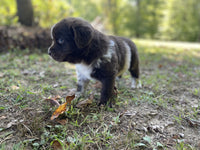 Newfoundland Aussie Mix