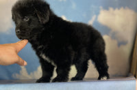 Newfoundland