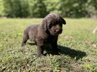 Newfoundland Aussie Mix