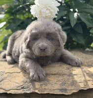Newfoundland